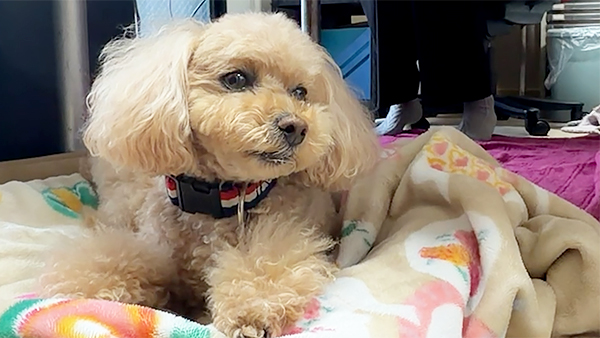 ラフ きょうのわんこ 写真1