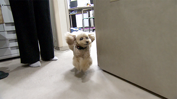 ラフ きょうのわんこ 写真2