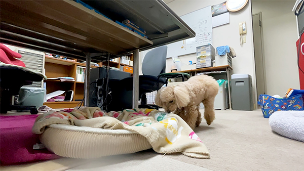 ラフ きょうのわんこ 写真4