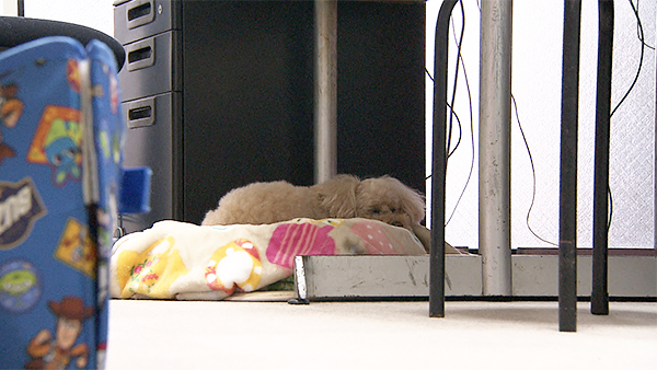 ラフ きょうのわんこ 写真5