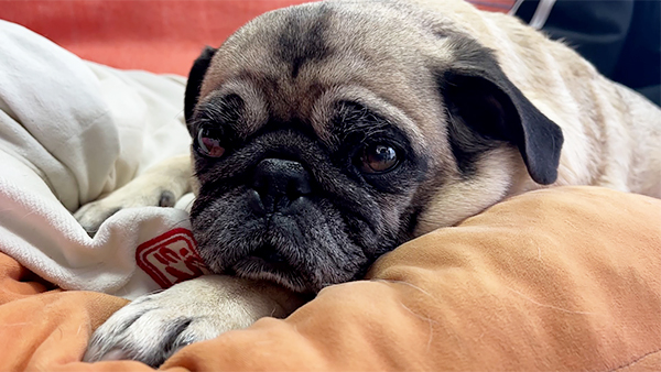 ペピーノ寅次郎 きょうのわんこ 写真1