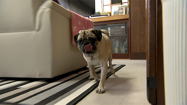 ペピーノ寅次郎 きょうのわんこ 写真3