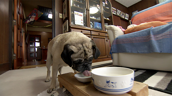 ペピーノ寅次郎 きょうのわんこ 写真5