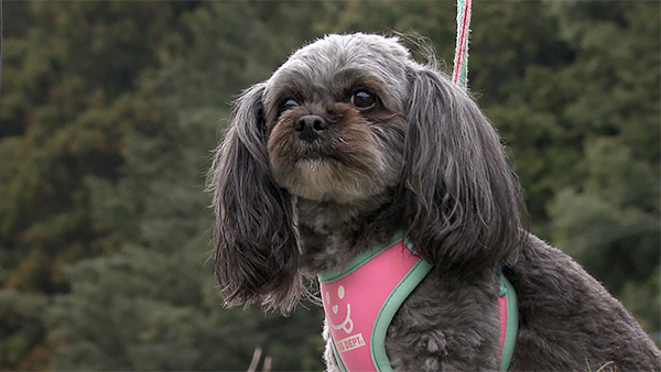 ラピ きょうのわんこ 写真1