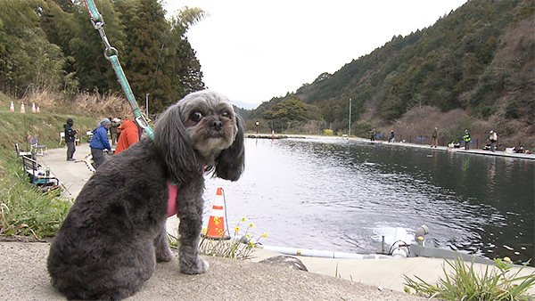 ラピ きょうのわんこ 写真2