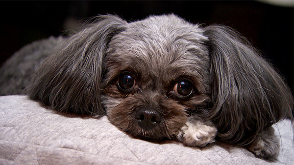 ラピ きょうのわんこ 写真5