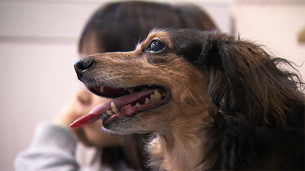 りん きょうのわんこ 写真1