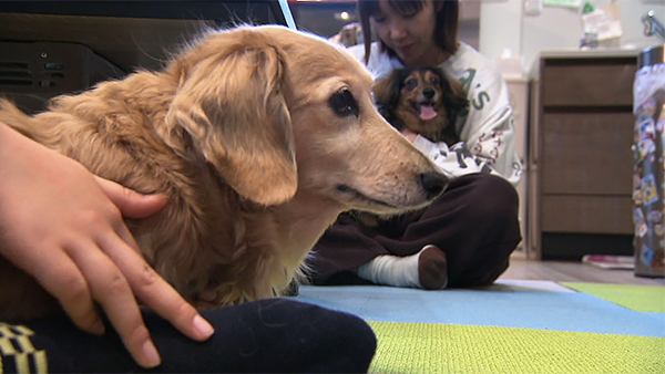 りん きょうのわんこ 写真2