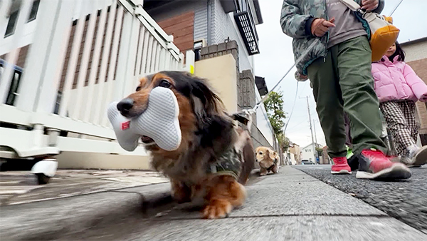 りん きょうのわんこ 写真4