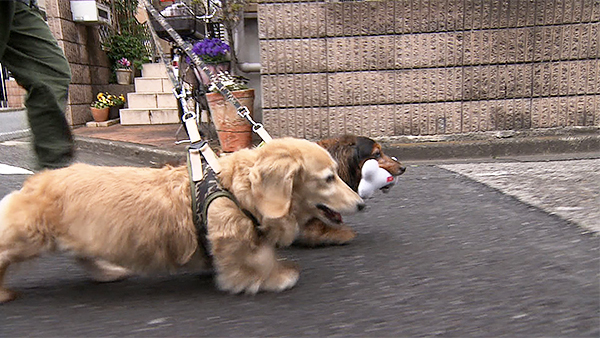 りん きょうのわんこ 写真5