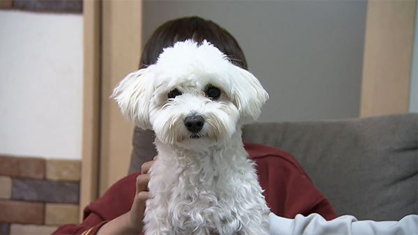 ルイ きょうのわんこ 写真1