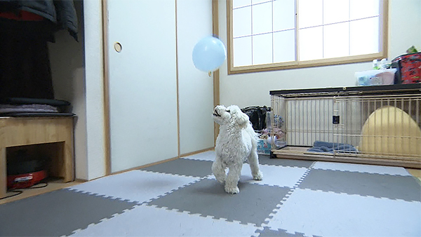 ルイ きょうのわんこ 写真3