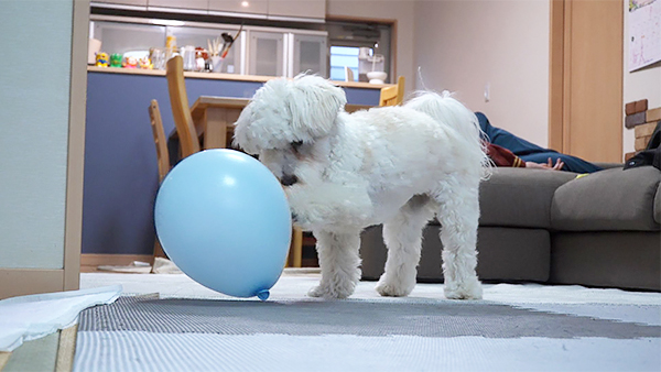 ルイ きょうのわんこ 写真4