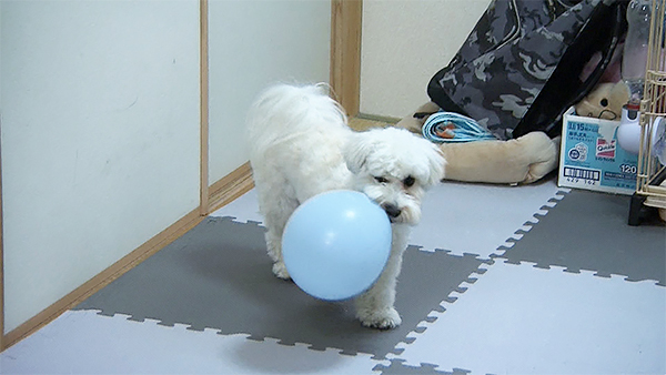 ルイ きょうのわんこ 写真5