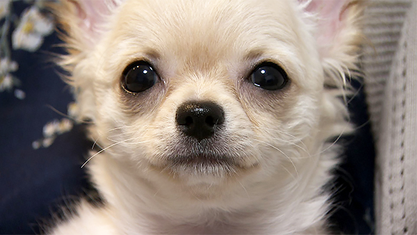 ララァ きょうのわんこ 写真1