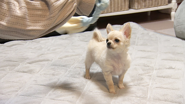 ララァ きょうのわんこ 写真2