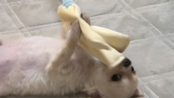 ララァ きょうのわんこ 写真3