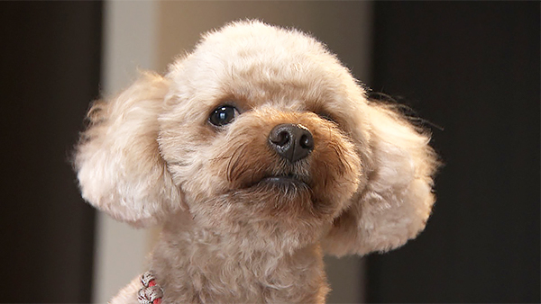 シャンティ きょうのわんこ 写真1