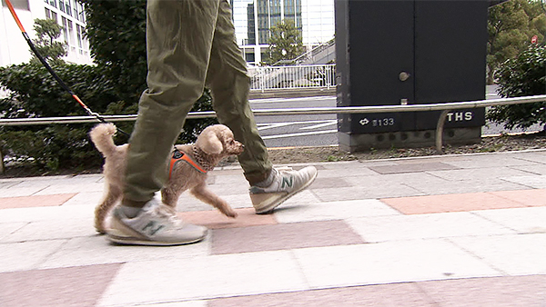 シャンティ きょうのわんこ 写真3