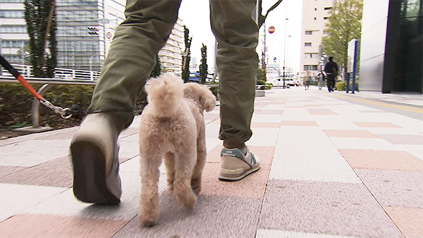 シャンティ きょうのわんこ 写真4