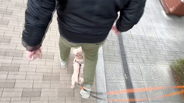 シャンティ きょうのわんこ 写真5