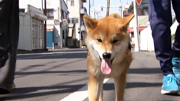 レオ きょうのわんこ 写真1