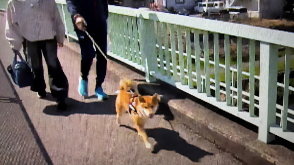 レオ きょうのわんこ 写真2