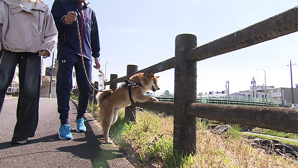 レオ きょうのわんこ 写真3