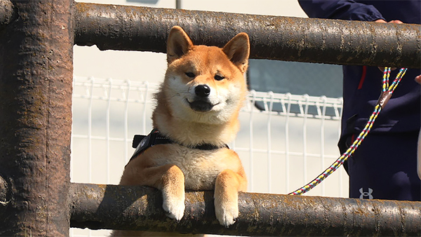 レオ きょうのわんこ 写真4