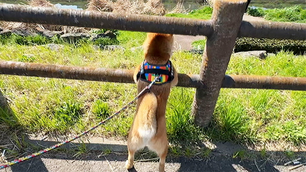 レオ きょうのわんこ 写真5