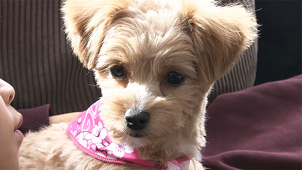 ココ きょうのわんこ 写真1