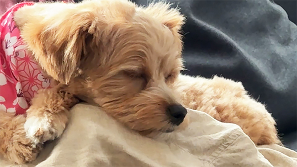 ココ きょうのわんこ 写真5