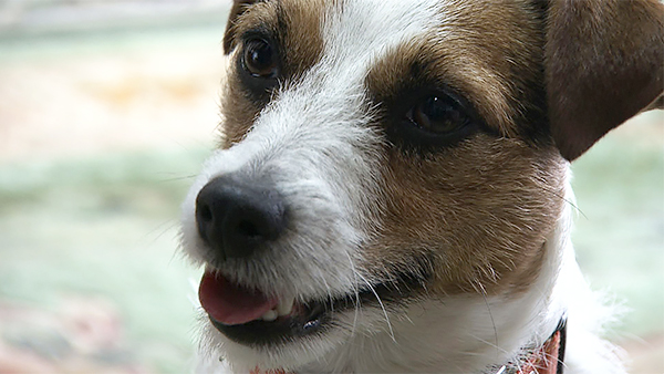 ハル きょうのわんこ 写真1