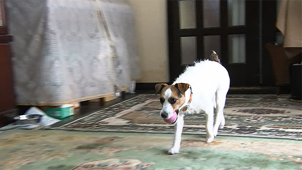 ハル きょうのわんこ 写真2