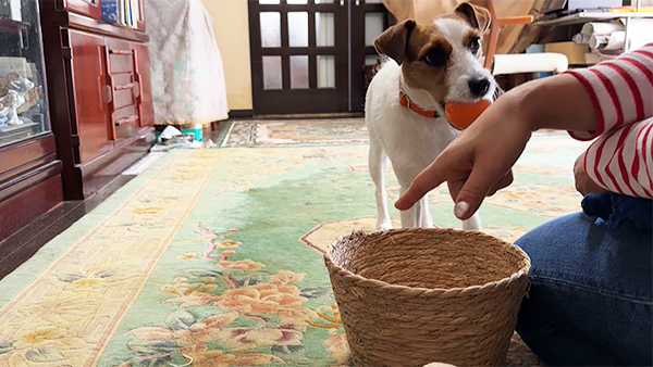 ハル きょうのわんこ 写真3