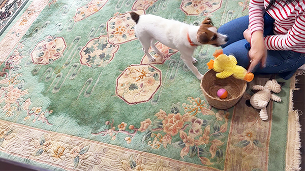 ハル きょうのわんこ 写真4