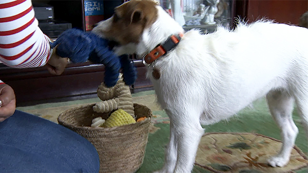 ハル きょうのわんこ 写真5