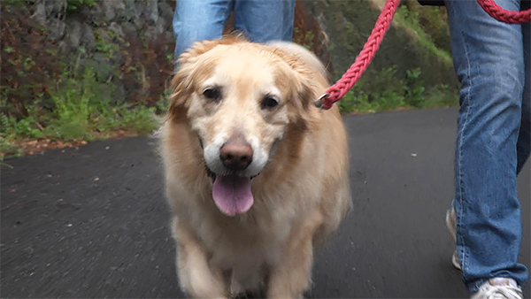 アベル きょうのわんこ 写真1