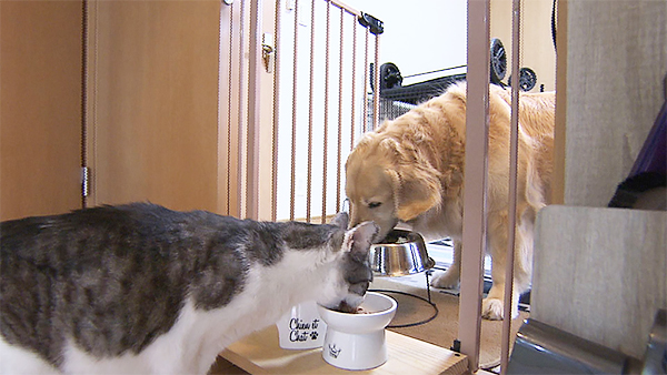 アベル きょうのわんこ 写真4