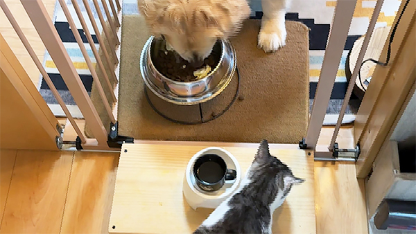 アベル きょうのわんこ 写真5