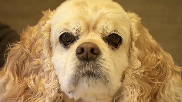 チェリー きょうのわんこ 写真1