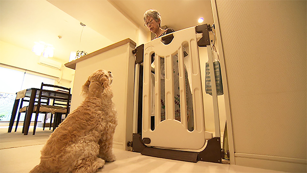 チェリー きょうのわんこ 写真2