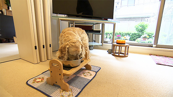 チェリー きょうのわんこ 写真3