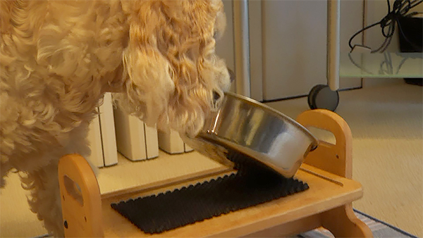 チェリー きょうのわんこ 写真4