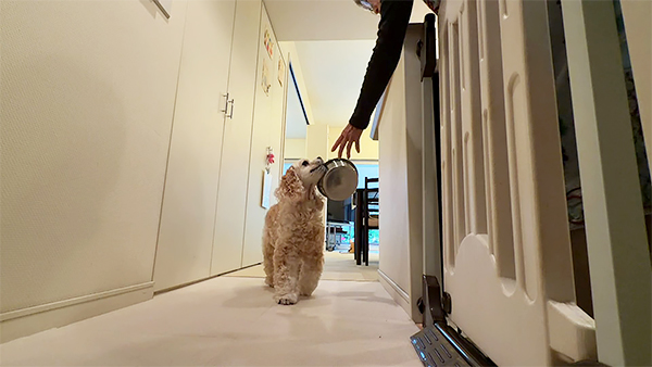 チェリー きょうのわんこ 写真5