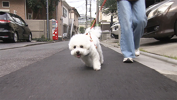 うゆ きょうのわんこ 写真1