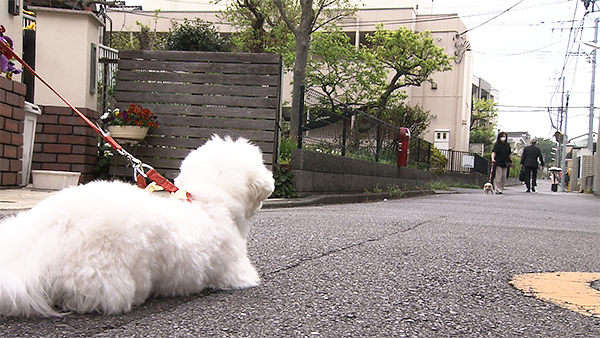 うゆ きょうのわんこ 写真2