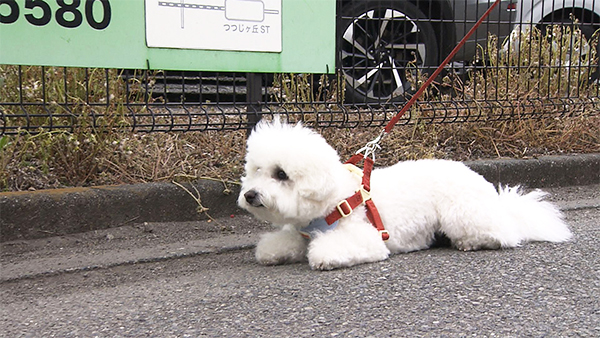 うゆ きょうのわんこ 写真4