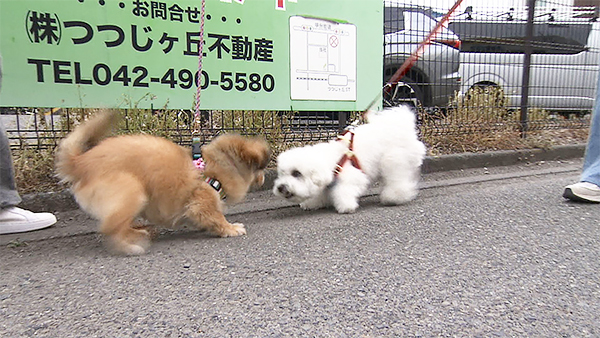 うゆ きょうのわんこ 写真5