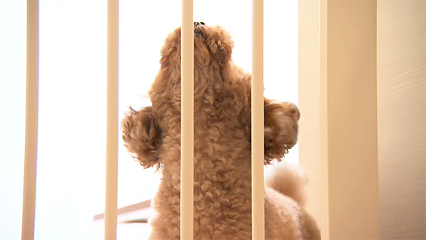 モカ きょうのわんこ 写真3